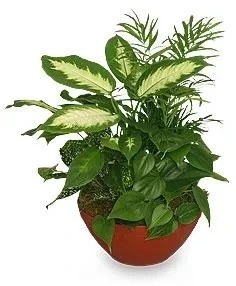 Blooming Dish Garden