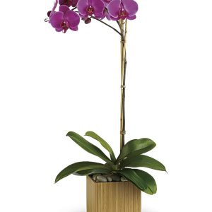 Purple Orchid Plant
