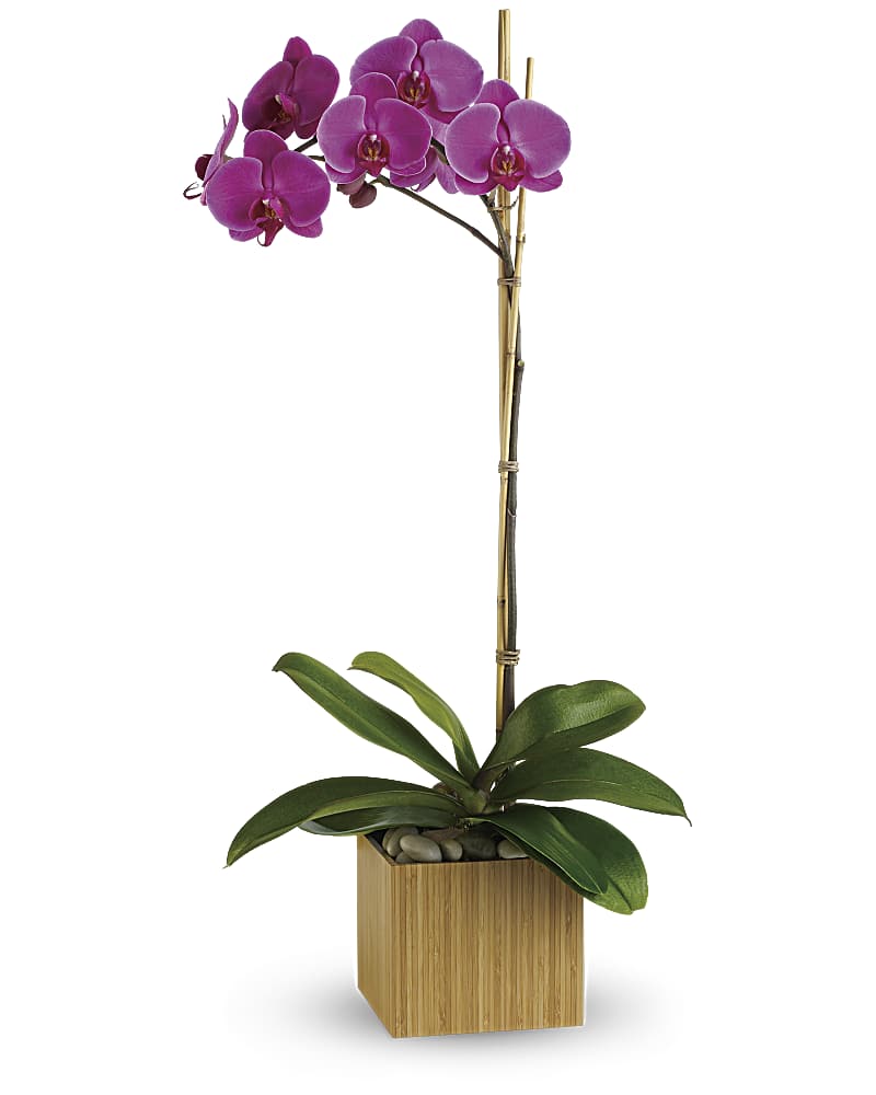 Purple Orchid Plant