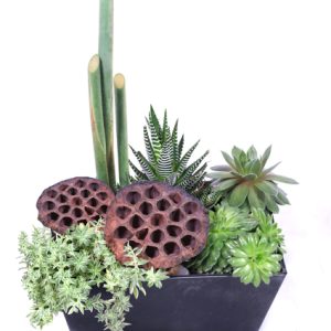 succulent dishgarden in houston